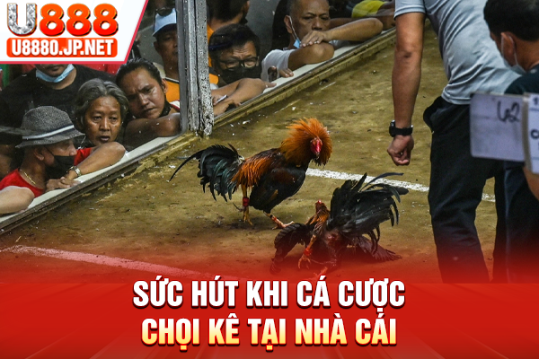 Sức hút khi cá cược chọi kê tại nhà cái